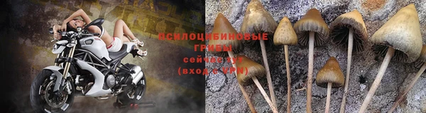 PSILOCYBIN Гусиноозёрск